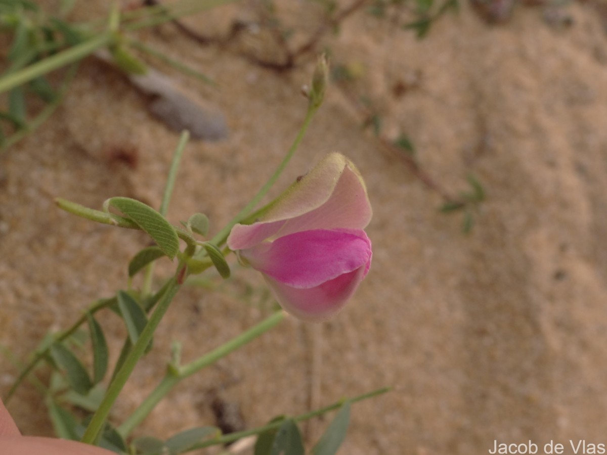 Tephrosia maxima (L.) Pers.